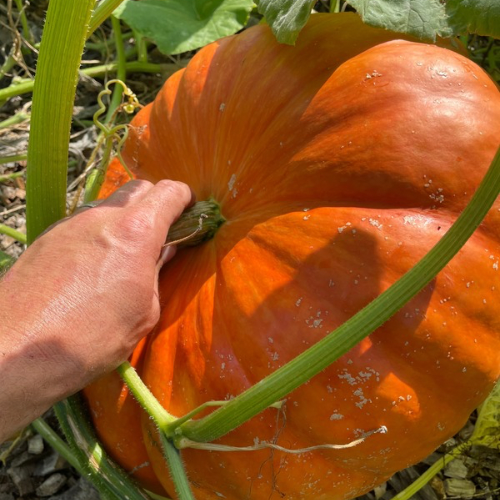 Rouge Vif d'Etampes 'Cinderella' Pumpkin, 1883 Heirloom - Organic and Conventional