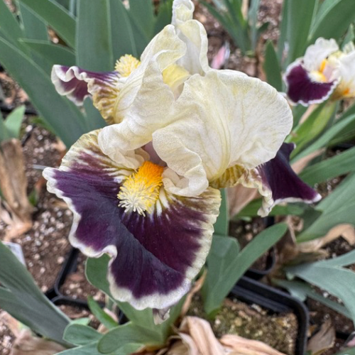 Dwarf Bearded Iris 'Coconino', Standard Dwarf Bearded Iris, 2012 origin