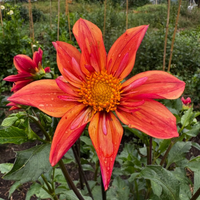 Thumbnail for 'Lil' Wyatt' Dahlia (Collarette)