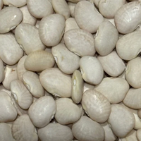 Thumbnail for Sieva Lima Bean, 1700's Heirloom - Starts Shipping October 20th