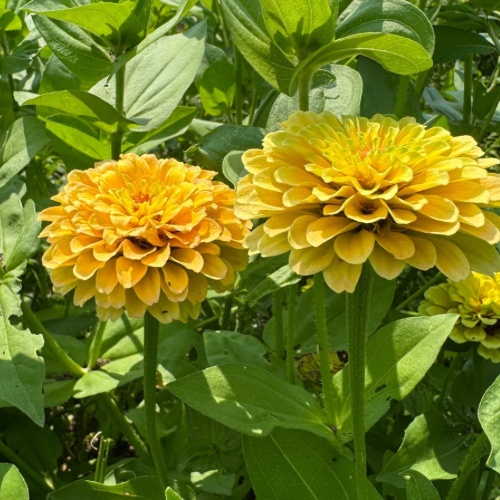 Queeny Lemon Peach Zinnia Flower Seeds