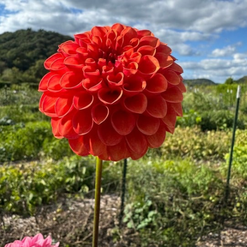 ‘Cornel Bronze' Dahlia (Ball)