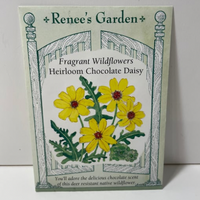 Thumbnail for Heirloom Chocolate Daisy, Native (Southwest USA)