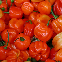 Thumbnail for Aji Dulce Pepper, Heirloom, Organic options available