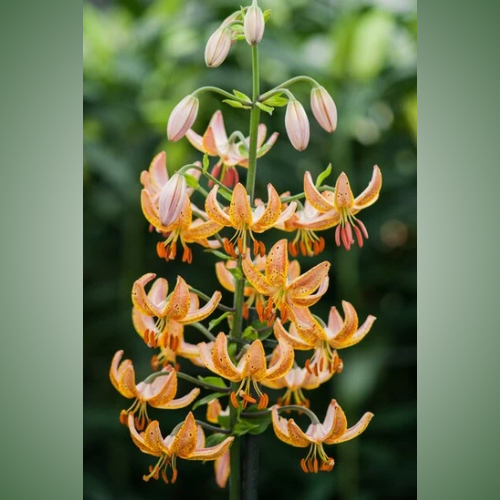 Guinea Gold Martagon Lily (Lililum Martagon, Lily Div II)