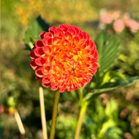 Thumbnail for 'Ginger Willo' Dahlia (Pompom), 1928 Heirloom