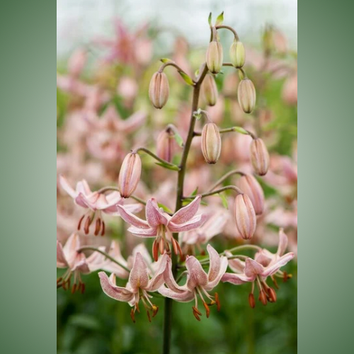 Candy Morning Martagon Lily (Lililum Martagon, Lily Div II)