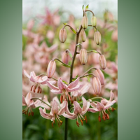 Thumbnail for Candy Morning Martagon Lily (Lililum Martagon, Lily Div II)