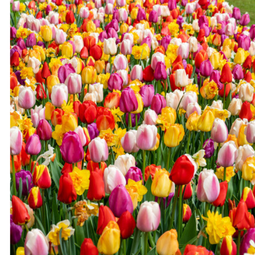 Rainbow Blend - Mixed Mid to Late Blooming Tulip (Mid to Late)