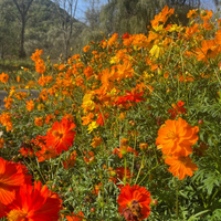 Thumbnail for Bright Lights Blend Cosmos Flower, Organic and Conventional