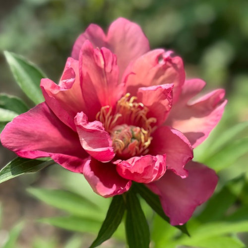 Julia Rose- Itoh Peony, 1986 introduction, Wisconsin