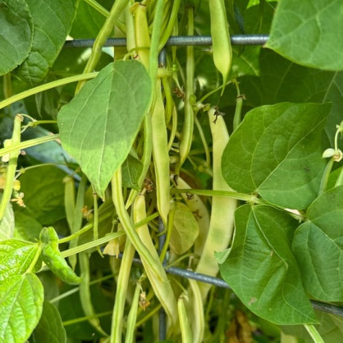 Connecticut Wonder Bean, 1919 Heirloom, Organic