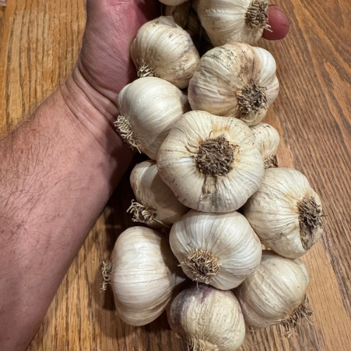 Lorz Italian Softneck Garlic Braids