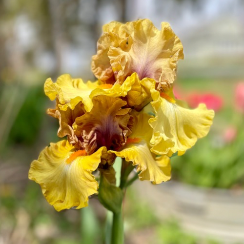 Bearded Iris, Idle Rich