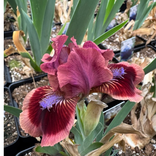 Dwarf Bearded Iris 'Cat's Eye', Standard Dwarf Bearded Iris, 2002 origin