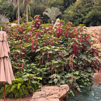 Thumbnail for Love-Lies-Bleeding, Amaranth, 1500's Heirloom