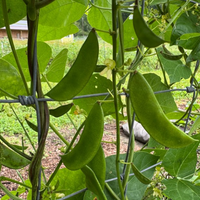 Thumbnail for Alabama Black Lima Bean, Butterbean, Alabama Heirloom, Rare