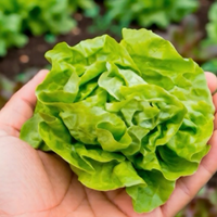 Thumbnail for Tennis Ball Lettuce, Heirloom, Organic
