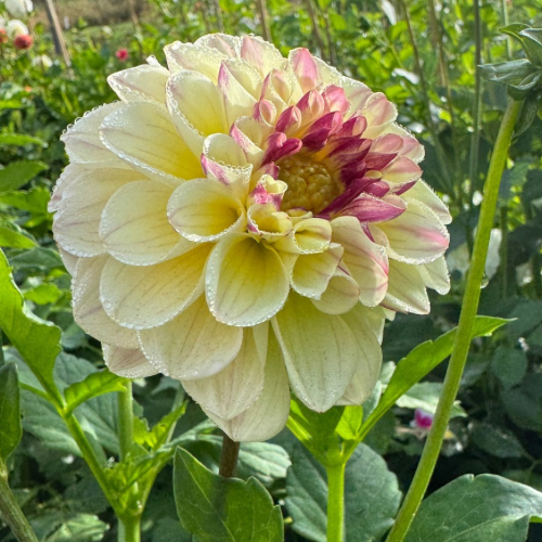 'Cherish' Dahlia (Formal Decorative)