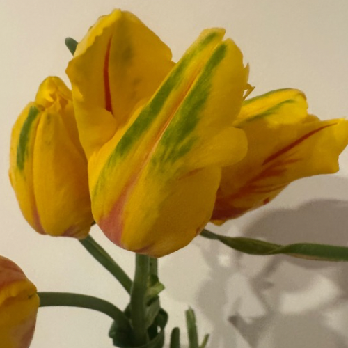 Parrot Tulip 'La Courtine' Tulip Bulbs (Parrot Tulips)