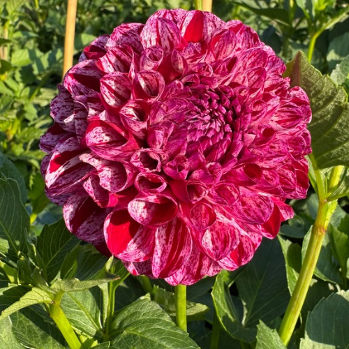 'AC White Rabbit' Dahlia (Informal Decorative)