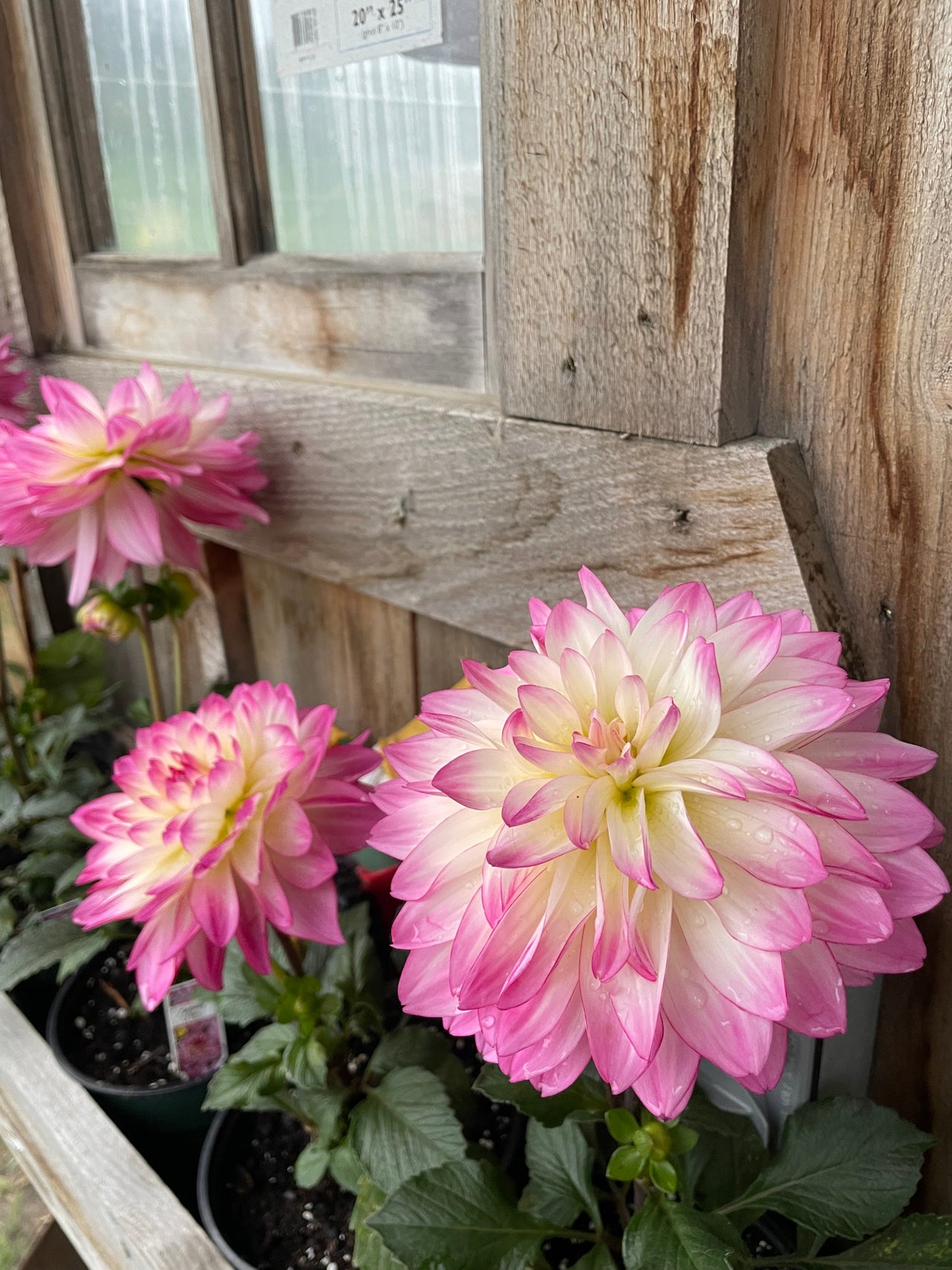 Dahlia Clearance