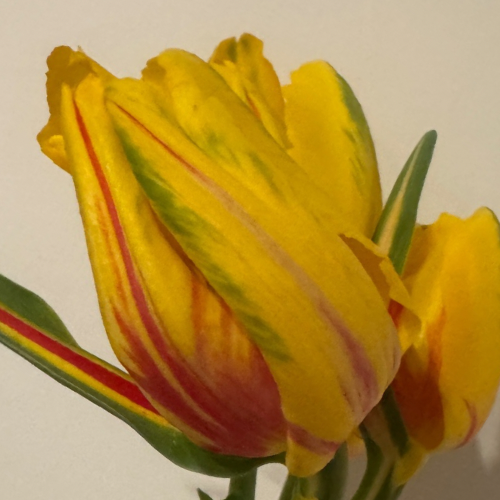 Parrot Tulip 'La Courtine' Tulip Bulbs (Parrot Tulips)