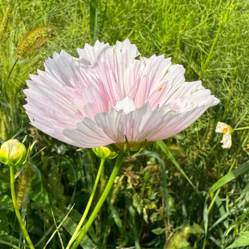 Cupcake Blush Cosmos (Blush Designer Cosmo)