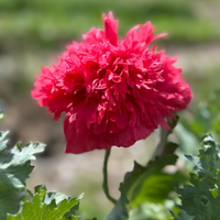 Thumbnail for Gatterman Heirloom Poppy Flower, Organic, Breadseed Poppy
