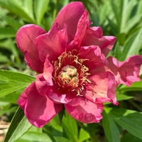 Thumbnail for Julia Rose- Itoh Peony, 1986 introduction, Wisconsin