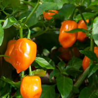 Thumbnail for Habanero Pepper, Hot Pepper, Organic, Heirloom