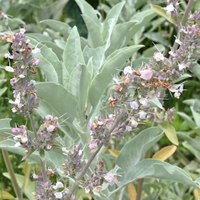 Thumbnail for White Sage