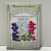 Thumbnail for Marble Arch Salvia, Heirloom