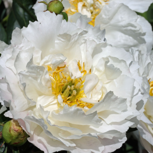 Miss America- Peony, 1936 introduction, Illinois, lactiflora