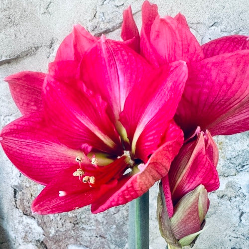 'Pink Rival' Hippeastrum, Amaryllis