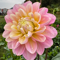 Thumbnail for 'Gabbie's Wish' Dahlia (Formal Decorative)