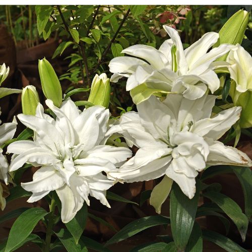 Roselily 'Aisha' (Double Oriental Lily, Lilium)