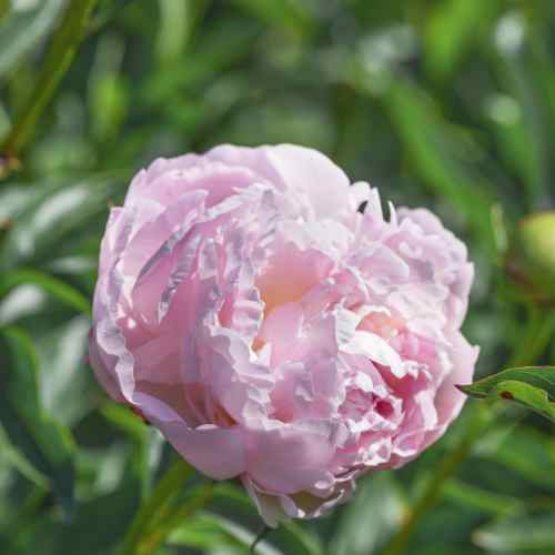 Alertie - Peony, pre-1867 introduction, lactiflora, Heirloom