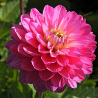 Thumbnail for 'Allegro' Melody Dahlia (Decorative - Great for Pots)