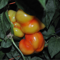 Thumbnail for Alma Paprika Pepper (Sweet)