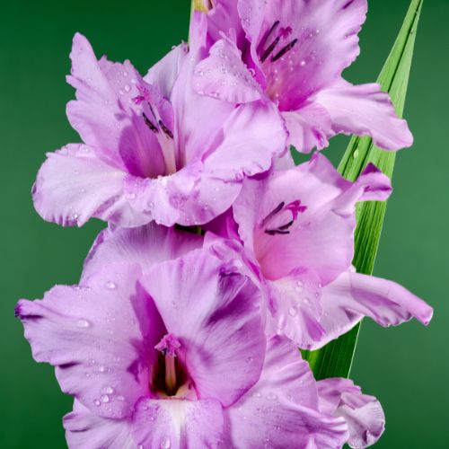 'Alpha' Large Flowering Gladiolus, Lavender Glads