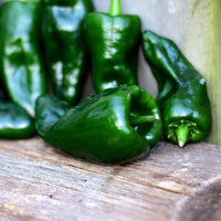 Thumbnail for Ancho Poblano Pepper, Heirloom, Organic