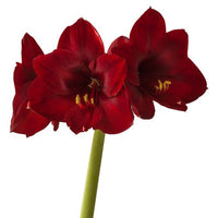 Thumbnail for 'Andes Fire' Amaryllis, Hippeastrum, Deep Red, Crimson