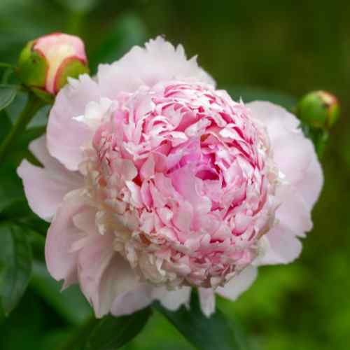 Angel Cheeks- Peony, 1970 origin, Illinois, lactiflora