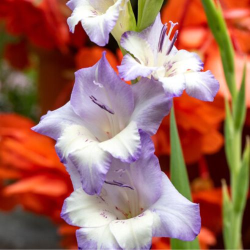 'Anouk' Large Flowering Gladiolus, Purple and White Glads