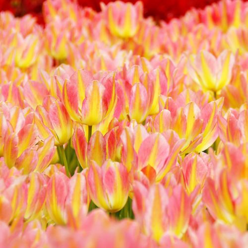 Antoinette Tulip Bulbs (Bunch Flowering Tulips), Pink and Yellow Tulips