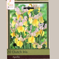 Thumbnail for Iris 'Apollo', Dutch Iris