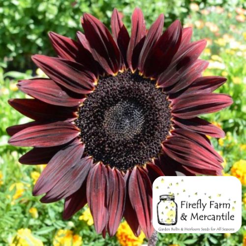 Chocolate Cherry Sunflowers, Ornamental Sunflowers