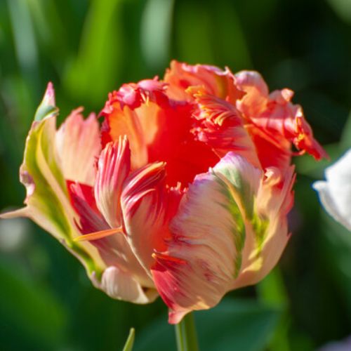 Parrot Tulip 'Apricot Parrot' Tulip Bulbs (Parrot Tulips)