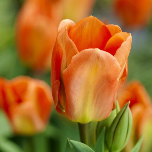 'Apricot Emperor' Emperor Tulip Bulbs, Apricot Tulips